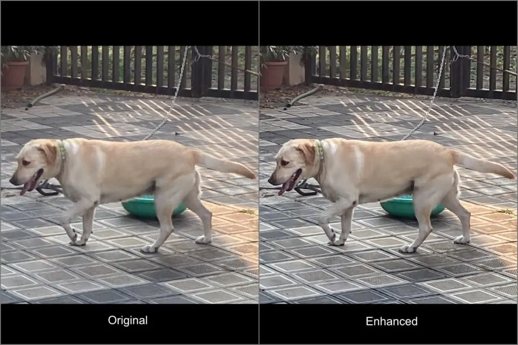 Pixel 9 Pro XL Zoom Enhance Esempio di foto - Animale domestico